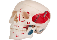 Il modello di coloritura adulto del muscolo del cranio Which può essere separato in 3 parti