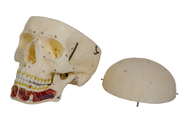 Modello adulto del cranio con il nervo ed arteria per addestramento della facoltà di medicina