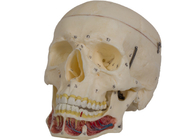 I seni cranici hanno colorato il modello umano For Training del cranio