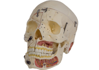 Modello With Nervi Vascularis di anatomia del cranio di colore della pelle del PVC