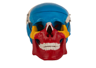 Il colore rosso blu ha dipinto il cranio anatomico di plastica per addestramento della facoltà di medicina
