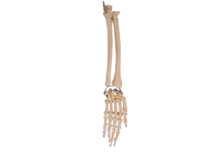 Osso radiale di anatomia dell'articolazione del gomito della palma per istruzione medica