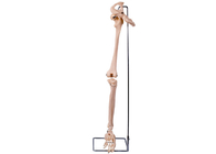 Modello For Medical Training dell'osso iliaco dell'arto inferiore del PVC 3D