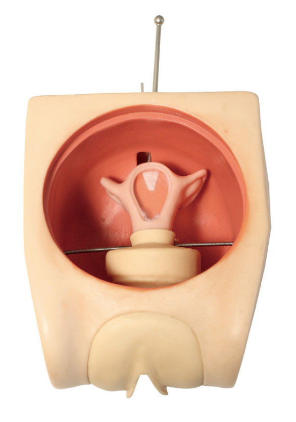 Modello formativo femminile di abilità di contraccezione del simulatore ginecologico anatomico accurato dell'utero