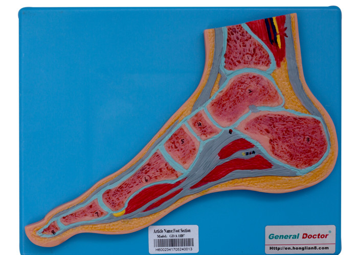 Addestramento umano della scuola di With Stand For del modello di anatomia della sezione del piede