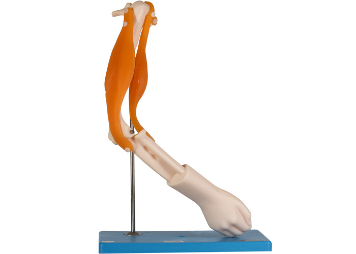 Modello anatomico For School Training dell'articolazione del gomito dei muscoli funzionali