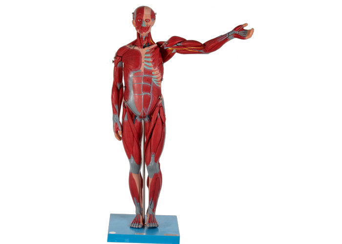 PVC anatomico maschio pesante ed alto del modello del muscolo con gli organi interni