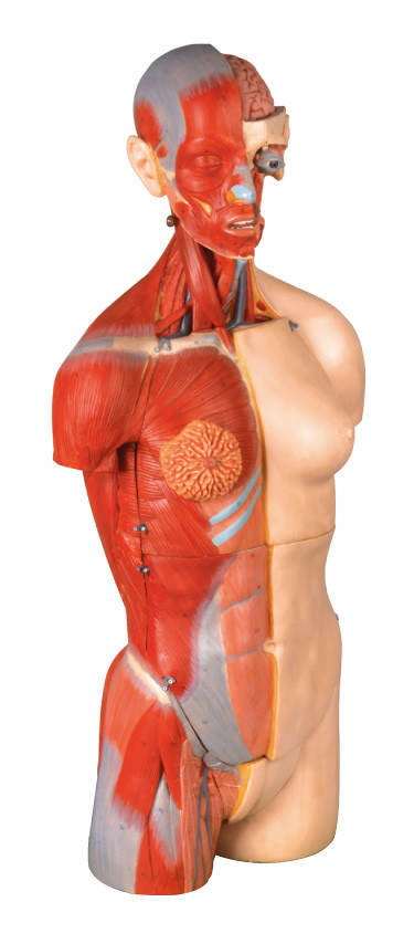 32 parti si raddoppiano oranghi interni umani del modello 85cm dell'anatomia del torso del sesso con aperto indietro