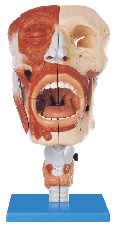 Il modello umano rispettoso dell'ambiente dell'anatomia del PVC nasale, posizione orale 113 ha visualizzato il modello formativo