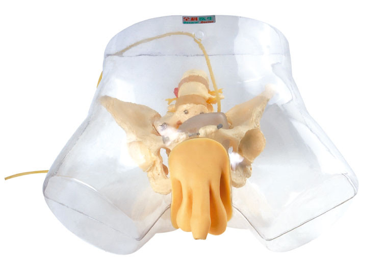 Manichino di modello medico di professione d'infermiera, simulatore uretrale maschio trasparente di cateterizzazione