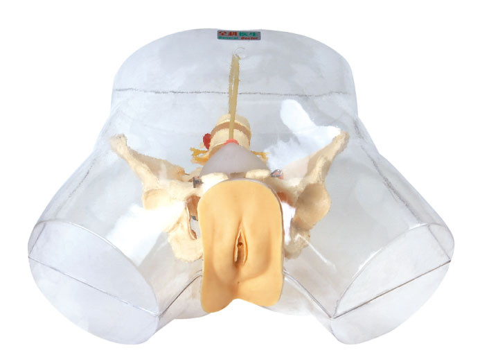Manichino trasparente di professione d'infermiera, modello medico del simulatore uretrale femminile di cateterizzazione