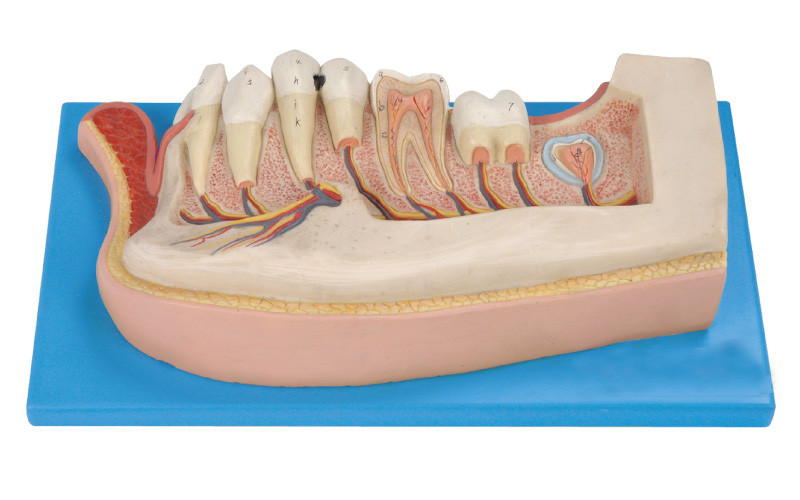 I denti umani modellano, 21 posizione sono visualizzati dei denti permanenti mandibolari circa il bambino