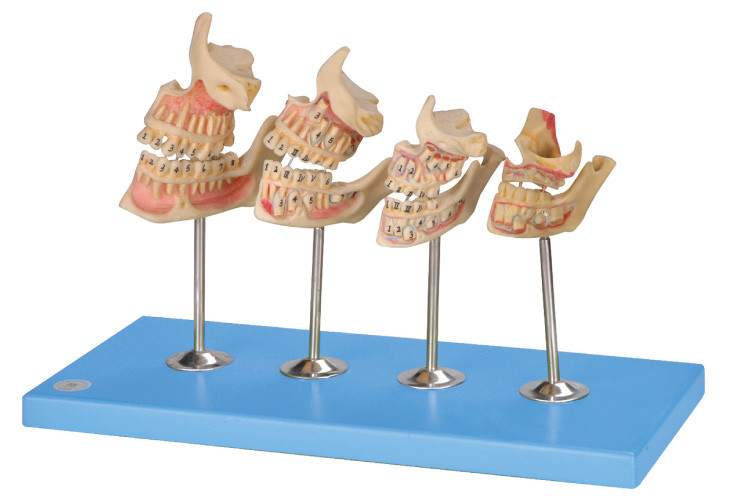 Modello umano dei denti di sviluppo per gli ospedali, scuole, formazione degli istituti universitari