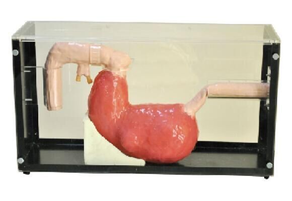 Tolleri Gastroscope, strumento clinico di istruzione di simulazione di ERCP con una garanzia da 1 anno
