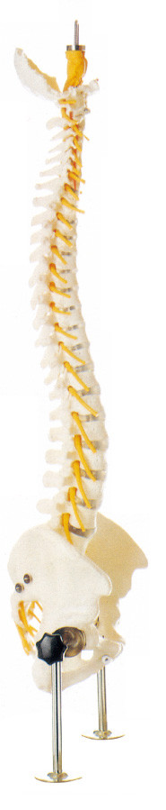Modello umano realistico di anatomia della colonna vertebrale per istruzione medica