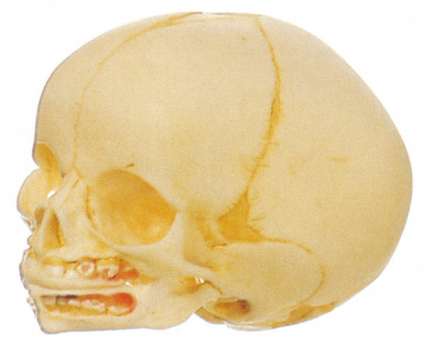 2 parti del cranio infantile di modello umano dell'anatomia hanno importato la bambola di addestramento del PVC