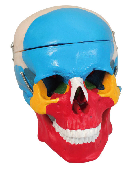 Il modello umano 2 dell'anatomia della separazione variopinta del cranio parte la bambola di addestramento
