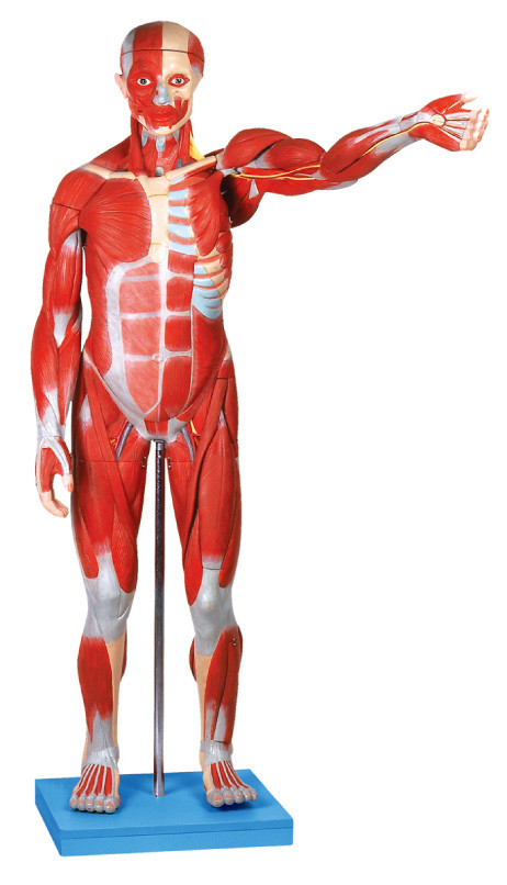 Il modello anatomico maschio del muscolo/modello umano dell'anatomia con gli organi interni 27 parte