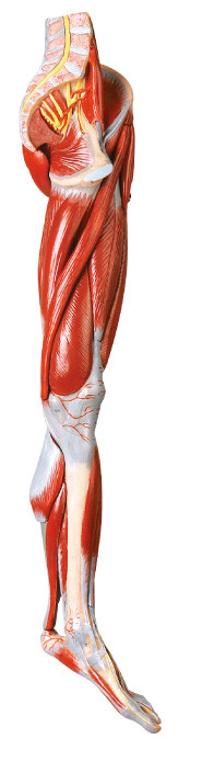 i muscoli di 10 parti dell'anatomia umana della gamba modellano con le navi ed i nervi principali