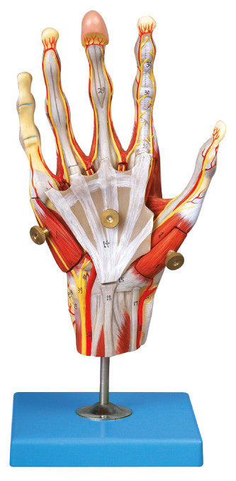 I muscoli dell'anatomia umana della mano modellano con l'esposizione principale 42 di posizione dei nervi e delle navi
