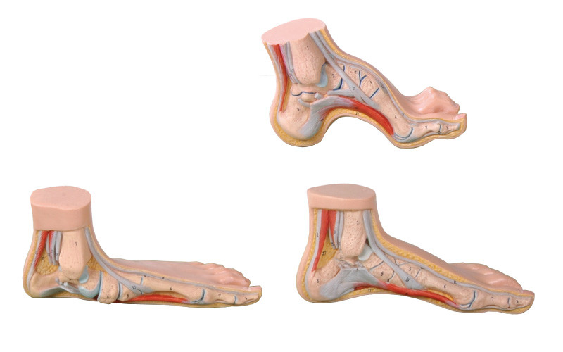 Strumento medico a grandezza naturale normale, piano, incurvato del modello umano di anatomia del piede