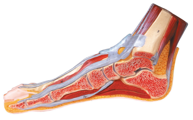 Sezione sagittale mediana del modello umano di anatomia del piede con il numero segnato