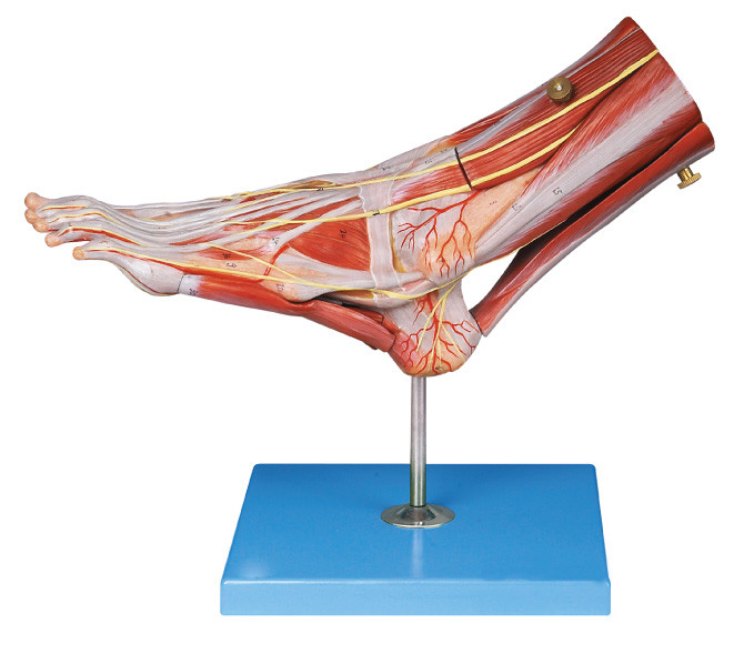 I muscoli dell'anatomia umana del piede modellano con le navi principali ed i nervi per la struttura dell'anatomia dimostrano