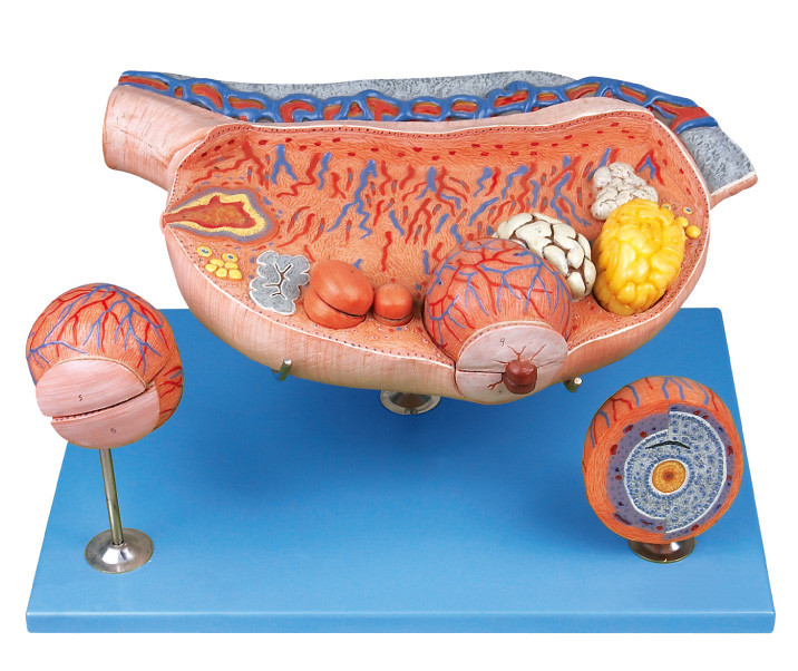 8 parti dell'ovaia di modello umano ingrandetto dell'anatomia mostra i follicoli ovarici, il ovium, l'ovulazione, uovo