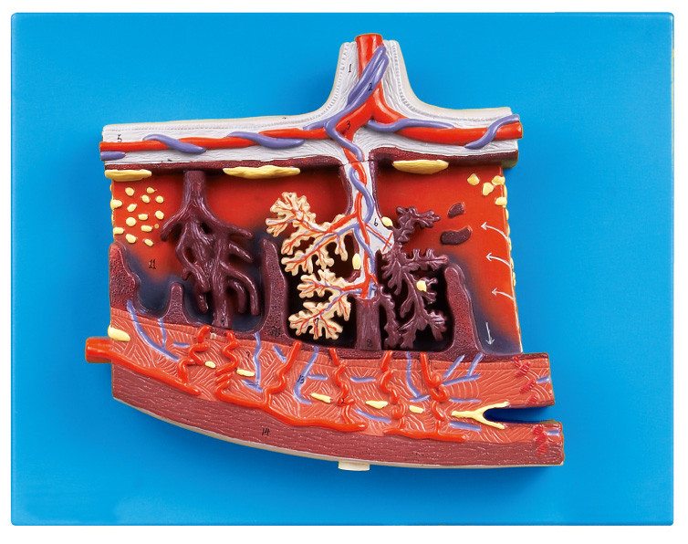 Modello umano ingrandetto di anatomia del modello della placenta per placenta umana nella sezione trasversale