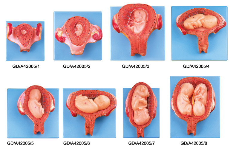 8 parti di sviluppo embrionale di modello umano di anatomia da in primo luogo alla settima gravidanza di mese
