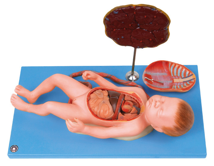Feto umano del modello di anatomia con il viscus e la placenta, cordone ombelicale, organi interni