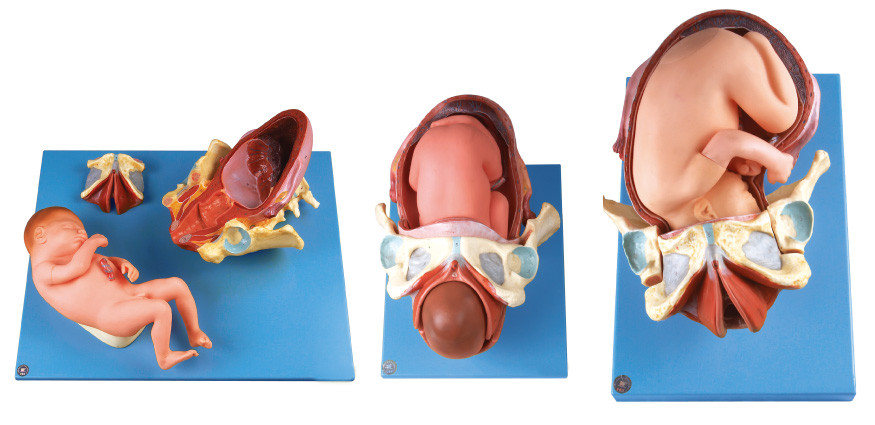 Il modello del parto di Demenstration/modello umano dell'anatomia mostra la procedura della consegna