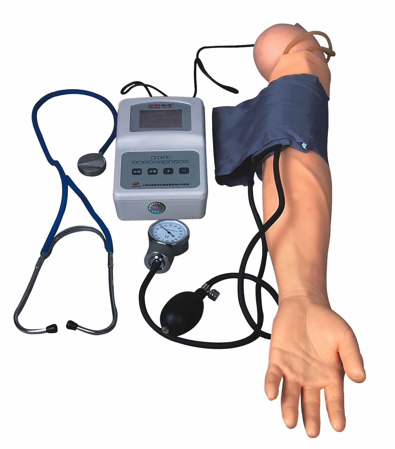 Braccio di misura di BP con il modello di pressione sanguigna di esercizio per gli istituti universitari medici e le scuole