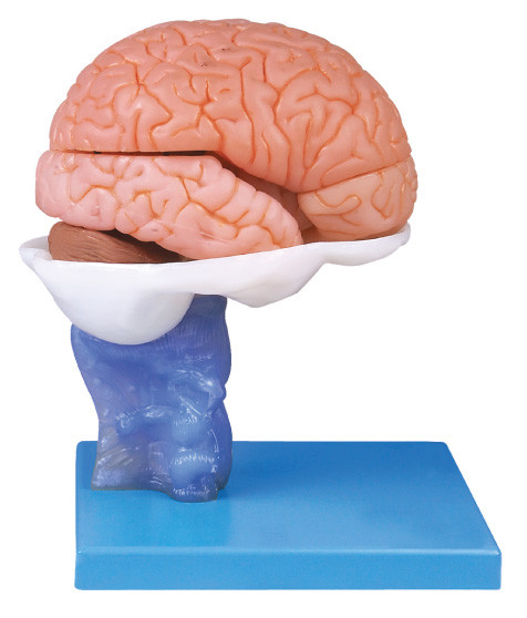 Modello avanzato di Anatomyical del cervello umano della pittura con 15 parti per addestramento di anatomia