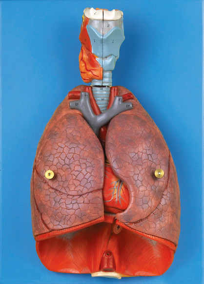 Organi interni laringe, cuore, strumento umano di istruzione del modello di anatomia del polmone