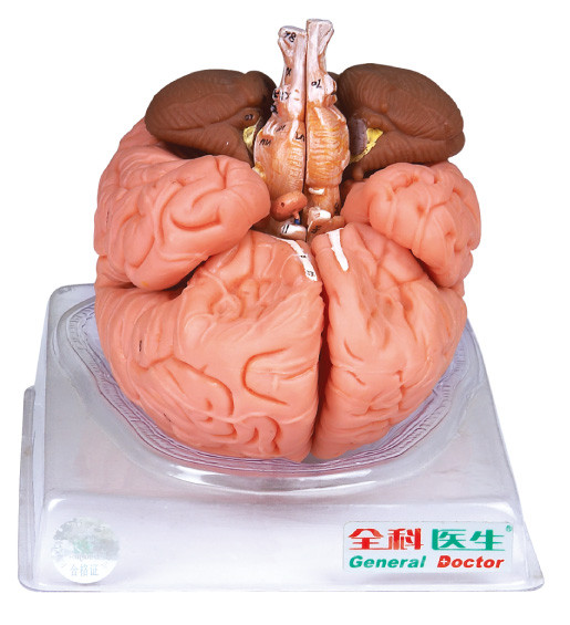 Modello adulto importato del cervello di Anatomyical della pittura con la sezione sagittale