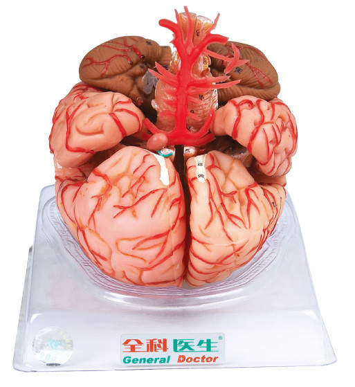 Modello del cervello con le arterie cerebrali per la formazione delle facoltà di medicina