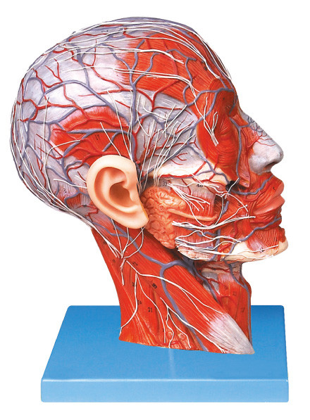 Testa avanzata di metà del PVC con le navi e modello umano di anatomia del nervo per la formazione delle scuole