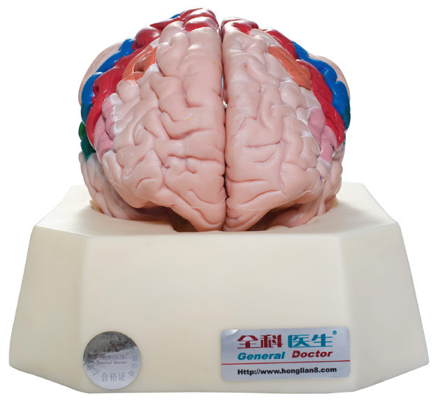 Zone funzionali del modello umano per gli ospedali, formazione di anatomia della corteccia cerebrale delle scuole