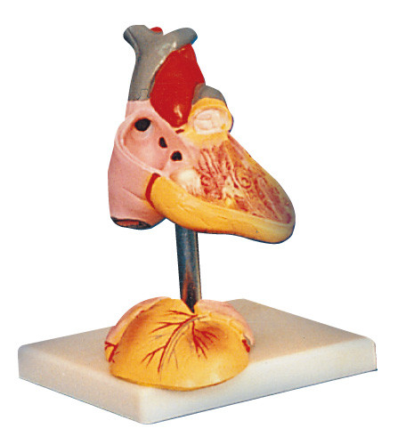Posizioni umane del modello 25 di anatomia del cuore del bambino visualizzate per istruzione medica