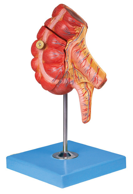Modello dell'intestino cieco e dell'appendice dal PVC approvato per l'apprendimento delle facoltà di medicina
