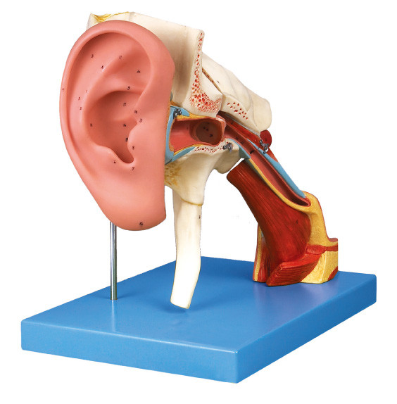 Modello umano ingrandetto di anatomia dell'orecchio con le parità smontabili per addestramento di shool