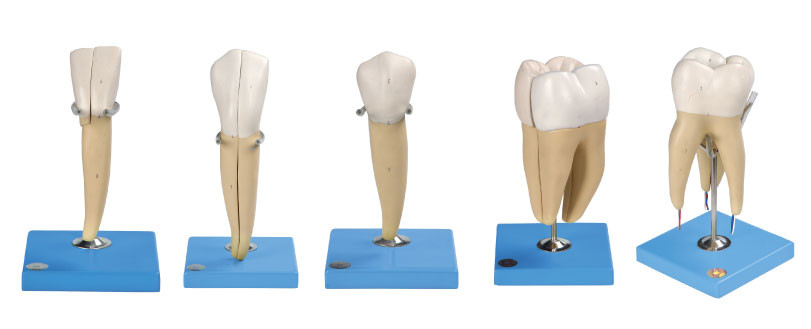 Cinque generi di modello umano dei denti fatto del PVC avanzato per addestramento anatomico