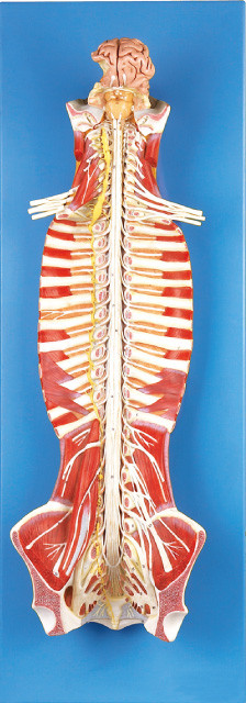 Midollo spinale nella bambola umana di addestramento del modello di anatomia del canale spinale