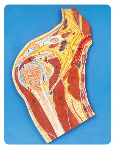 L'anatomia medica della sezione dell'articolazione scapolo-omerale modella il modello di istruzione visualizzato 23 posizioni