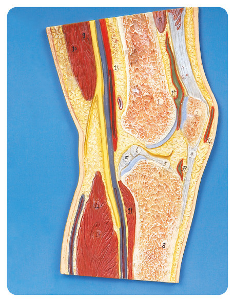 Bambola umana di istruzione del modello di anatomia della sezione del giunto di ginocchio per la scuola, ospedale