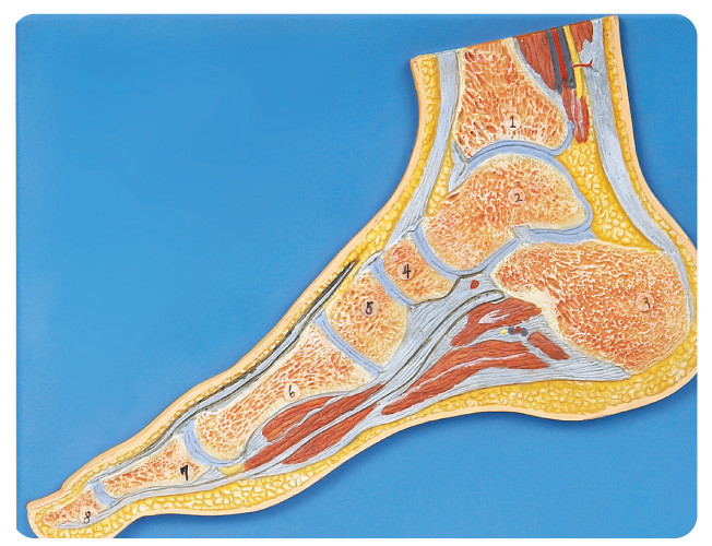 Il modello umano dell'anatomia della sezione del piede con il numero ha firmato il modello formativo