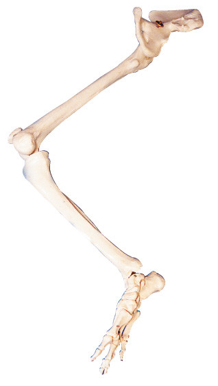 Il PVC dell'arto inferiore disossa la bambola umana di istruzione del modello del torso dell'anatomia dell'osso iliaco