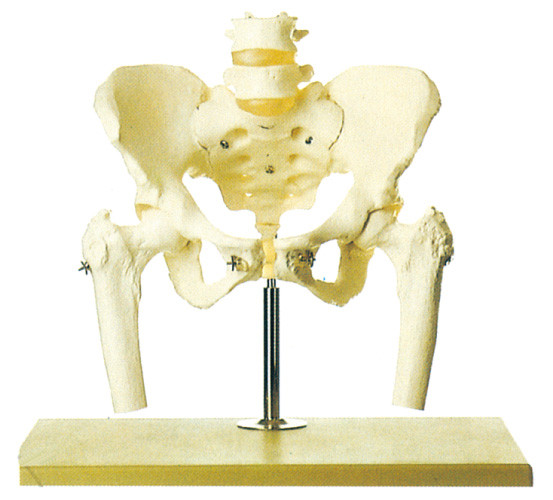 Bacino con il tratto lombare della colonna vertebrale e lo stander di modello di scheletro umano capo femorale