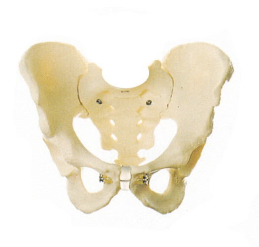 Modello umano di anatomia del bacino maschio per il educattion a scuola una garanzia di anno